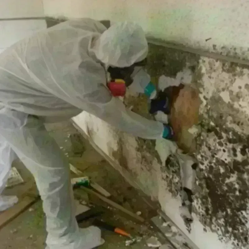 Mold Remediation and Removal in Loch Lomond, VA